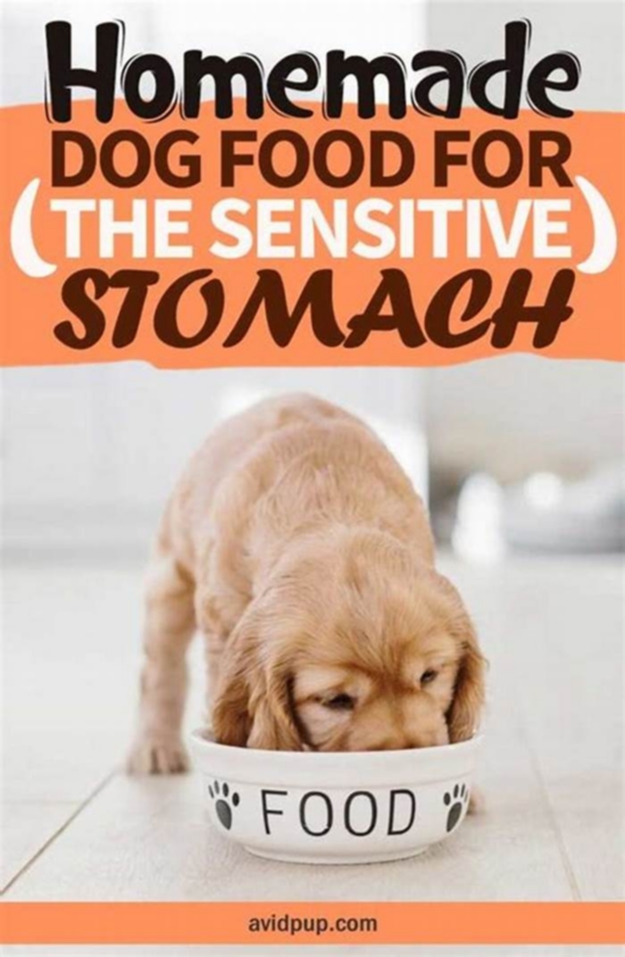 homemade dog food for sensitive stomach