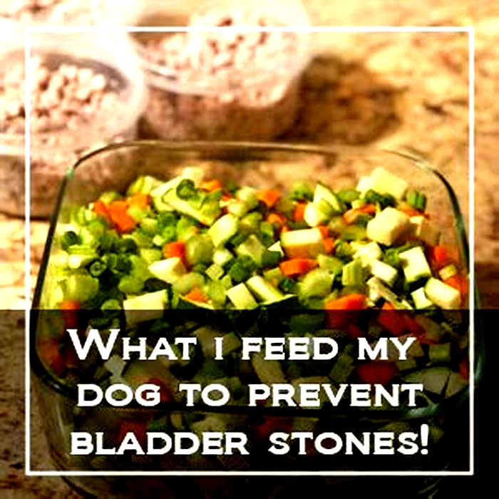 homemade dog food for struvite bladder stones