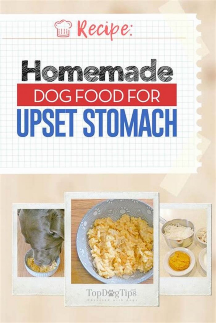 homemade dog food for upset stomach