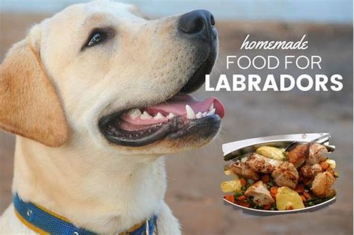 homemade dog food labrador