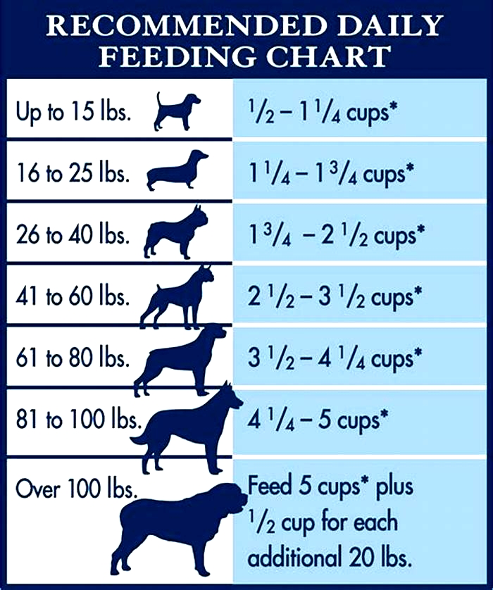 homemade dog food portions by weight