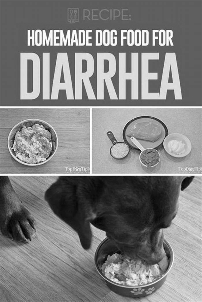 homemade dog food recipes for diarrhea