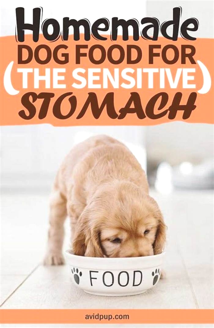 homemade dog food recipes for gastrointestinal problems