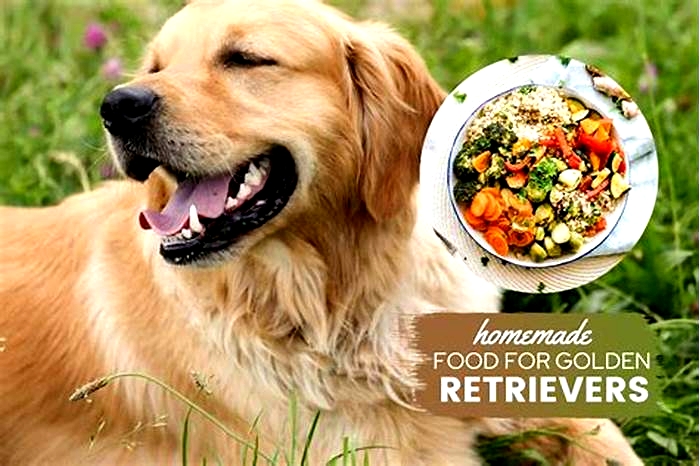 homemade dog food recipes for golden retrievers