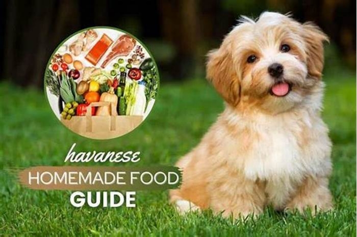 homemade dog food recipes for havanese