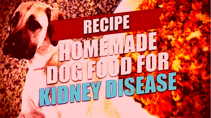 homemade dog food recipes for kidney failure