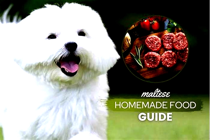 homemade dog food recipes for maltese