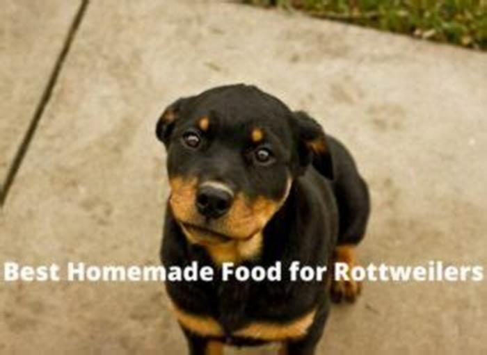 homemade dog food recipes for rottweilers