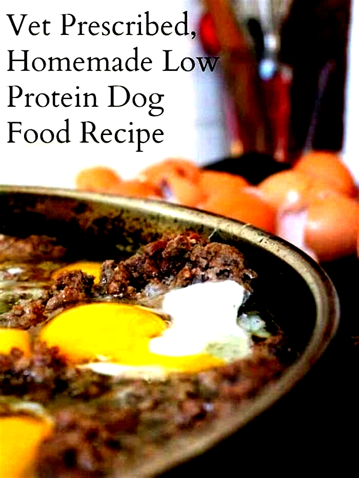 homemade-dog-food-recipes-for-senior-dogs-low-protein