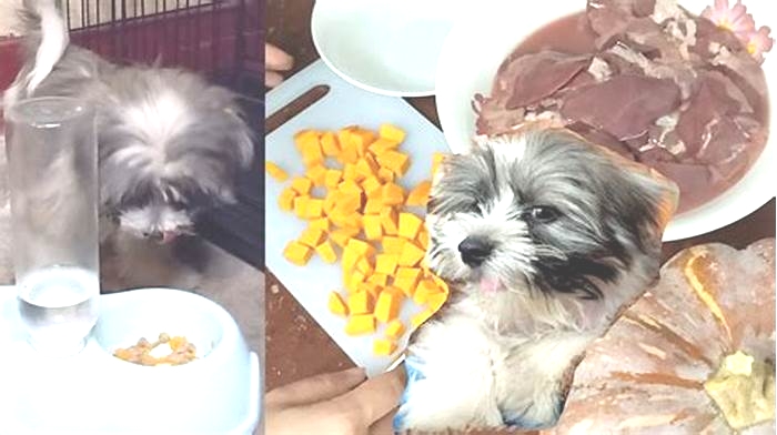 homemade dog food recipes for shih tzu philippines