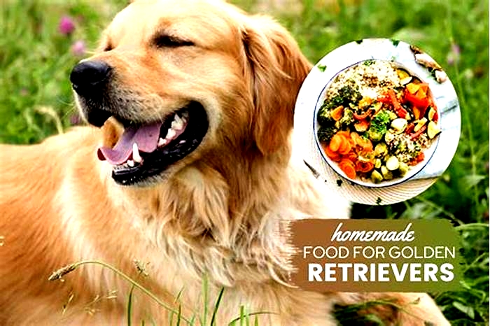 homemade dog food recipes golden retrievers