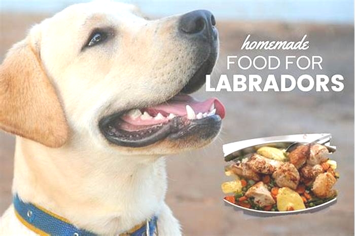 homemade dog food recipes labrador retriever