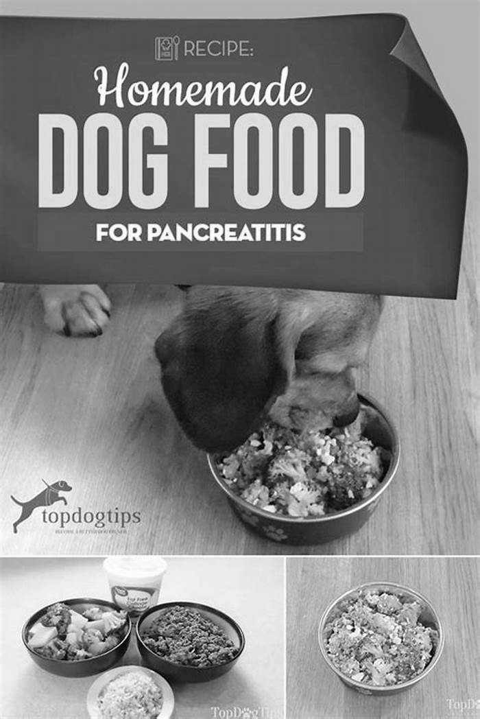 homemade dog food recipes pancreatitis