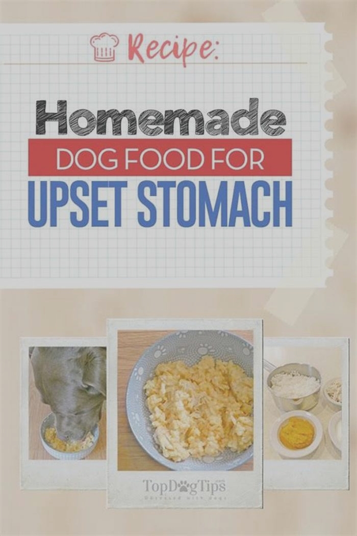 homemade dog food upset stomach