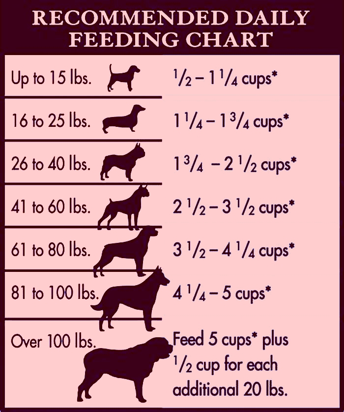 homemade dog food weight chart