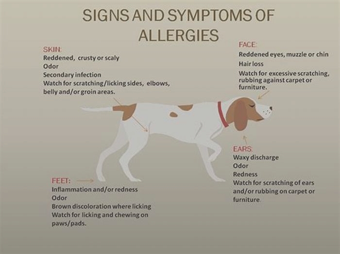 How can I tell if my dog is allergic to his food?