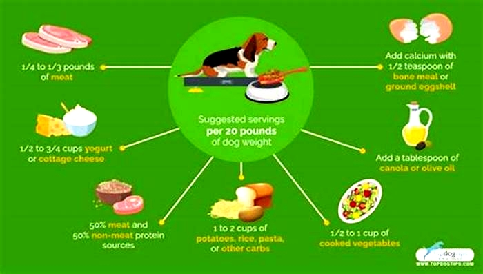 how much homemade dog food to feed per day