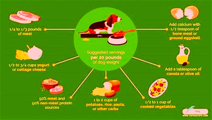 how much homemade food should you feed your dog