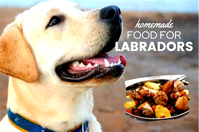 labrador homemade food