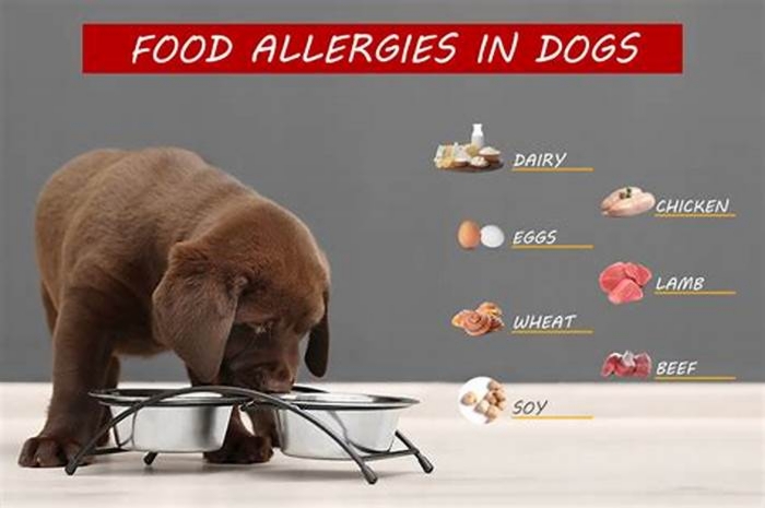 my dog is allergic to everything what can i feed him