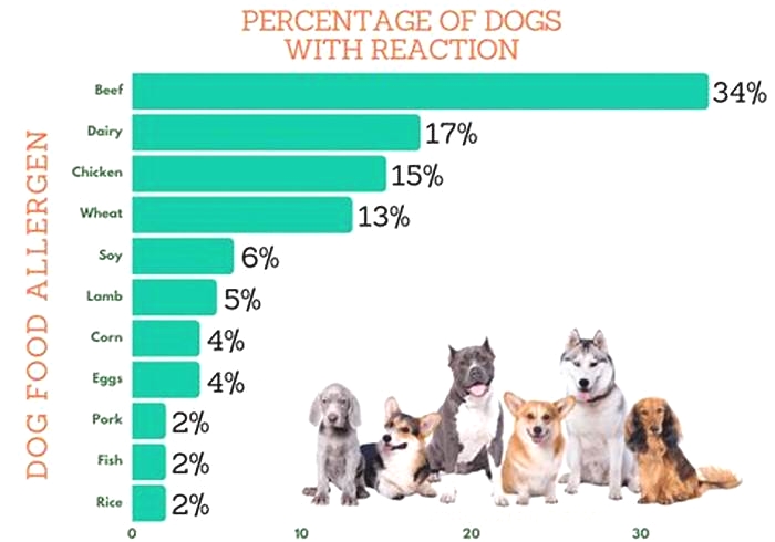 What are the most common dog food allergies