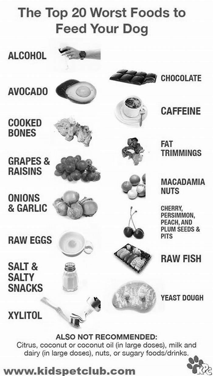 What ingredients should I avoid in dog food