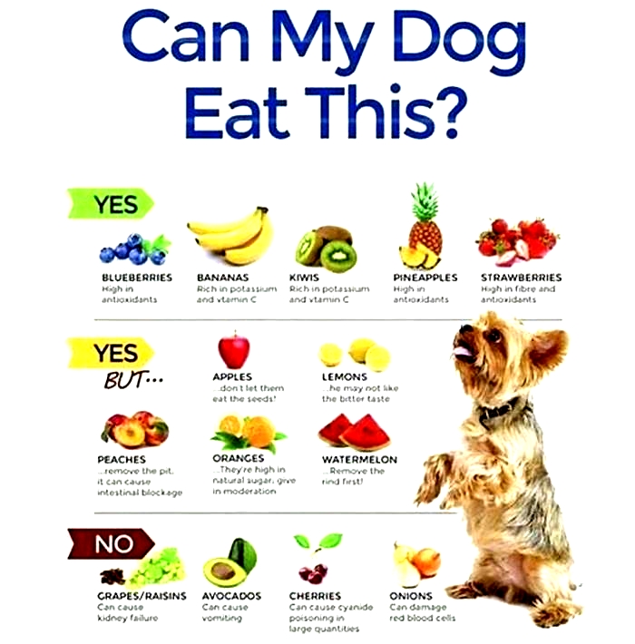 what do dogs eat at home