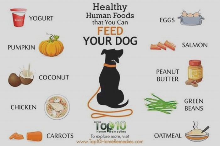 what human food is good for dogs