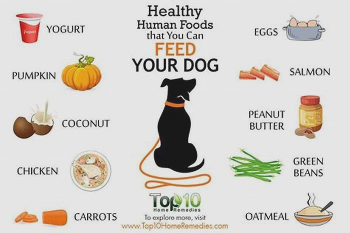 what s the best human food to feed dogs