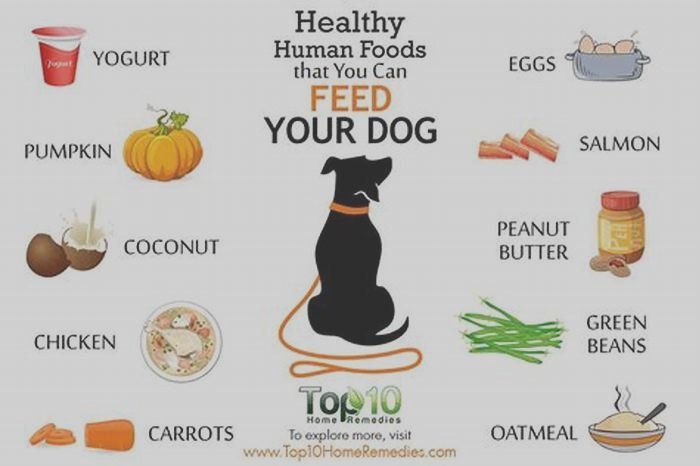 what s the best human food to give dogs