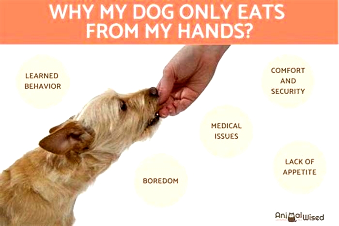 why does my dog only eat by hand